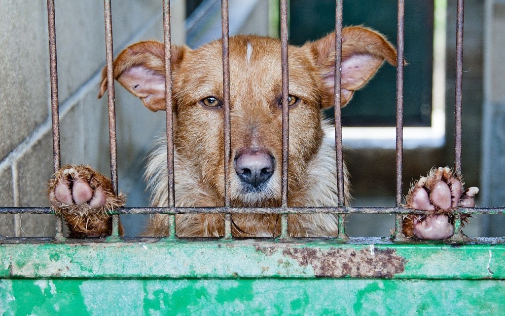 La Cina ai tempi del coronavirus: parte da Shenzhen il divieto di mangiare cani e gatti