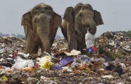 Elefanti che mangiano plastica: le raccapriccianti foto in una discarica nello Sri Lanka