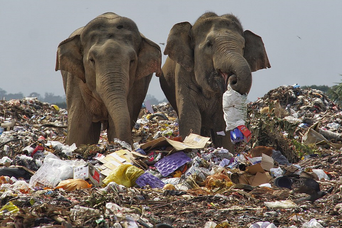 Elefanti che mangiano plastica: le raccapriccianti foto in una discarica nello Sri Lanka
