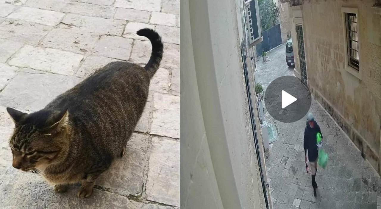 Violenza sugli animali a Lecce: gatto ucciso senza pietà